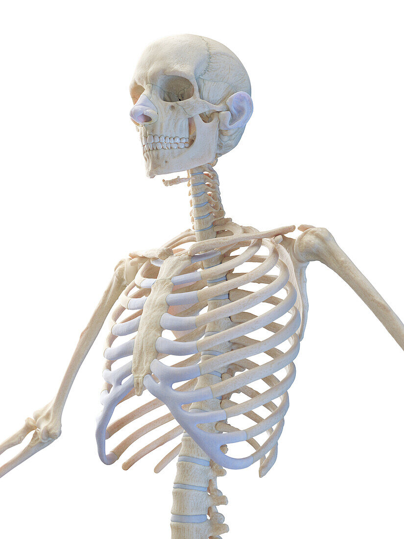 Skeletal system of the upper body, illustration