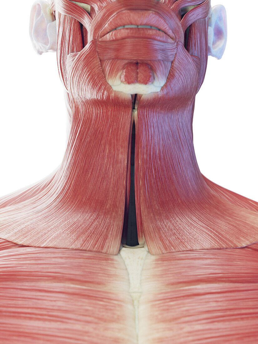Neck muscles, illustration