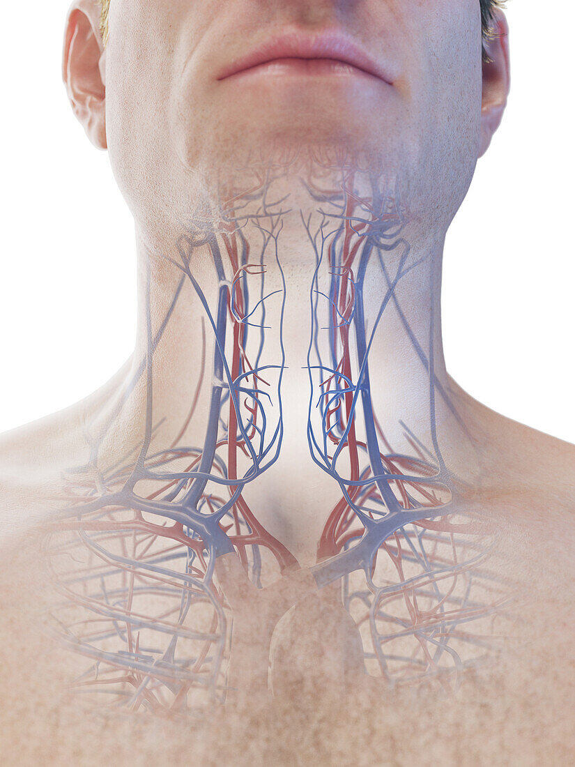 Vascular system of the neck, illustration