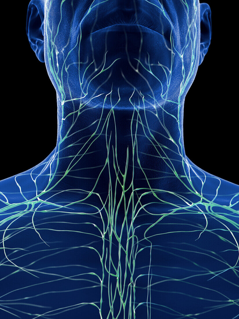 Lymphatic system of the neck, illustration