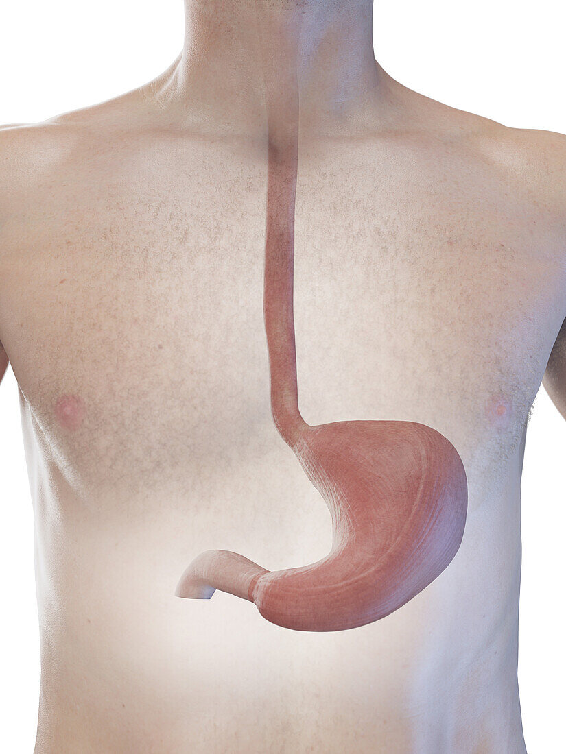 Stomach and oesophagus, illustration