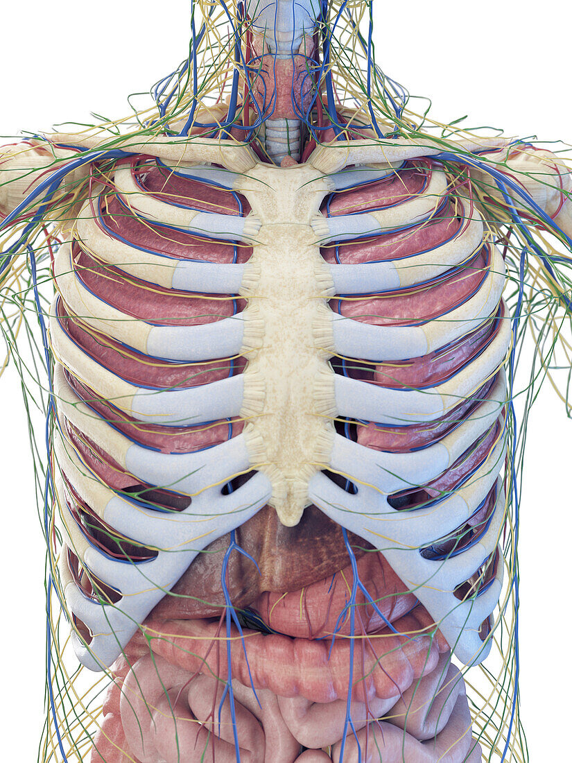 Viscera anatomy, illustration