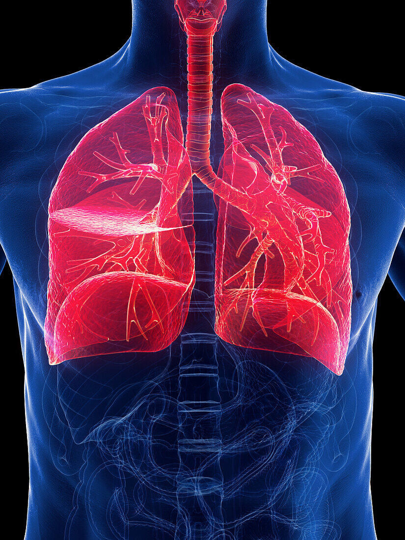 Respiratory system, illustration