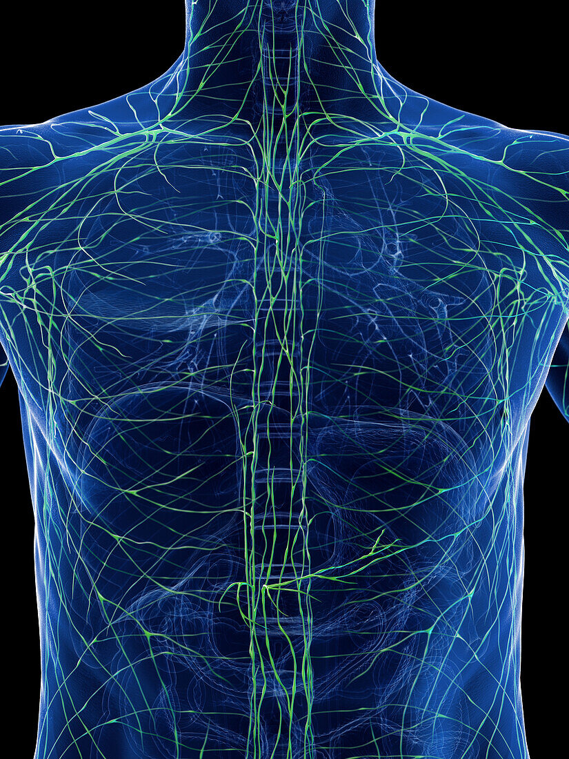 Lymphatic system of the torso, illustration