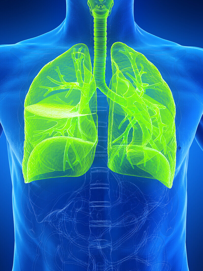 Respiratory system, illustration