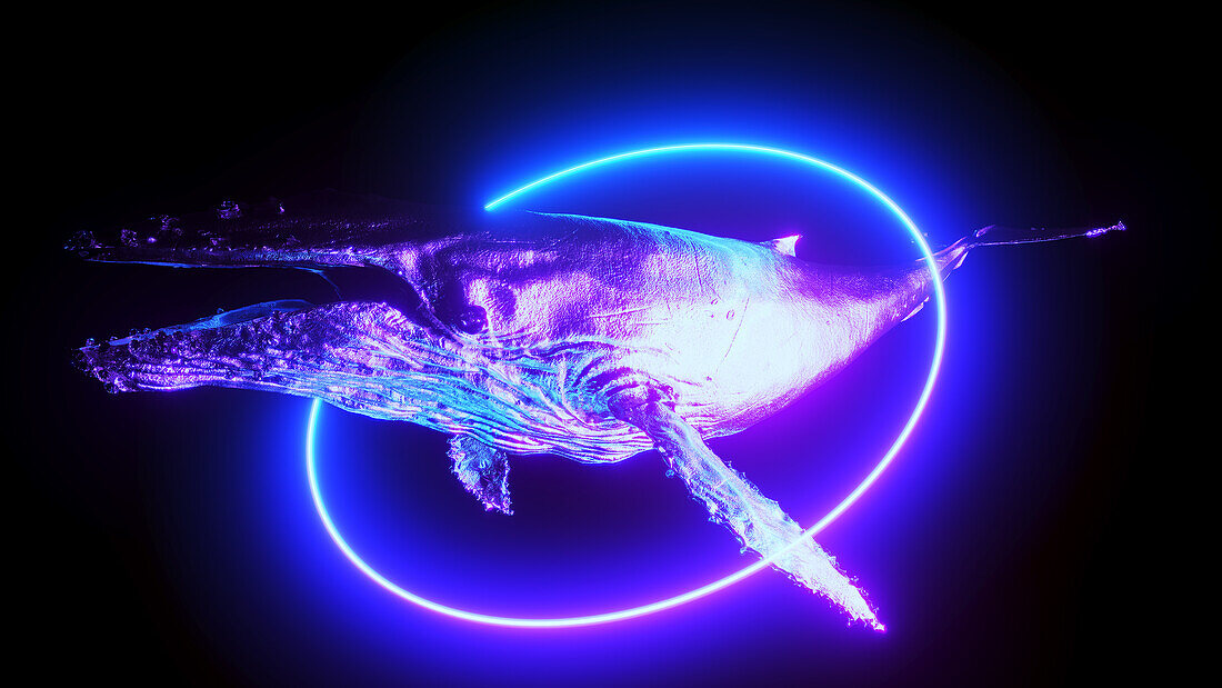 Whale, illustration