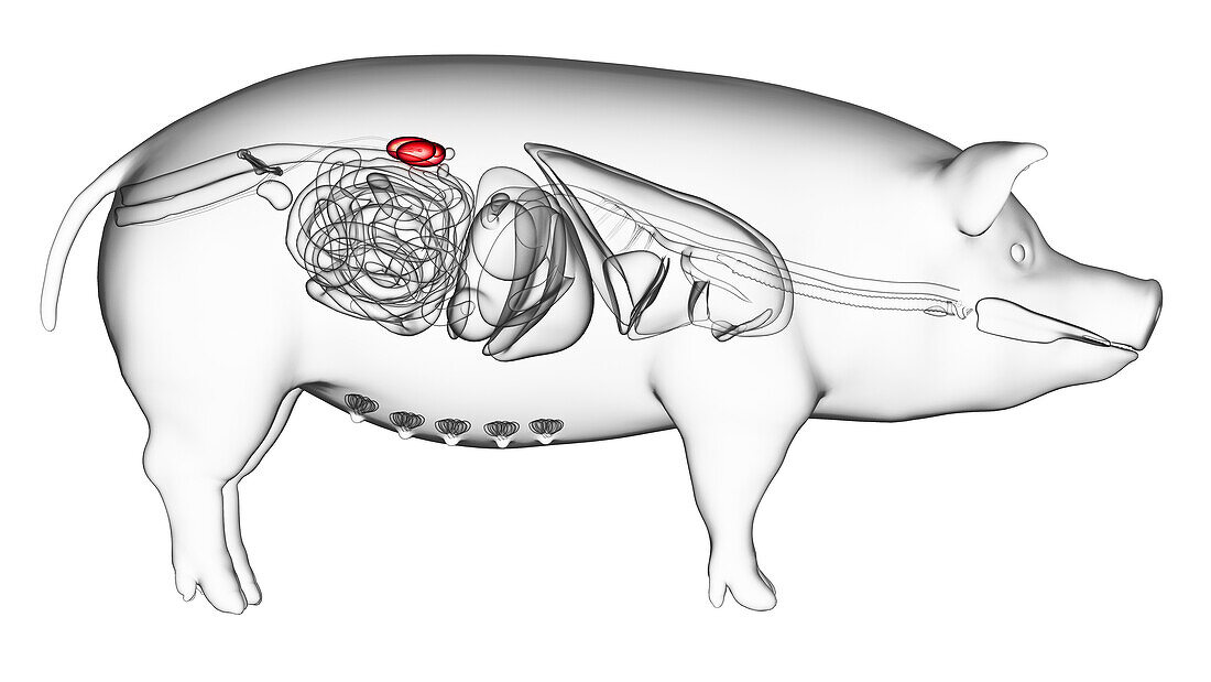 Pig kidneys, illustration