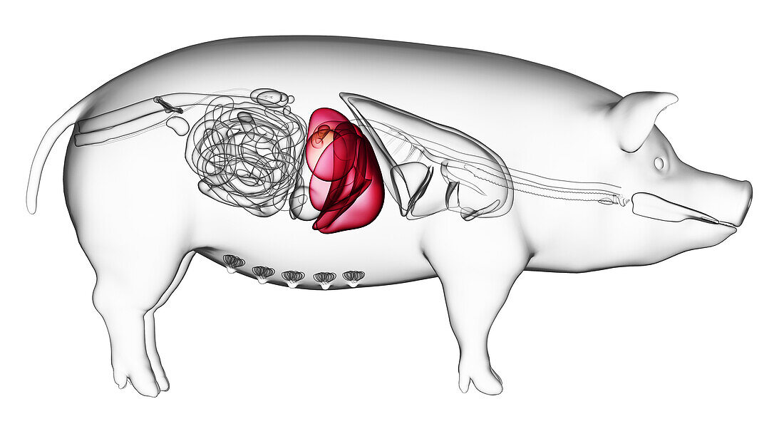 Pig liver, illustration