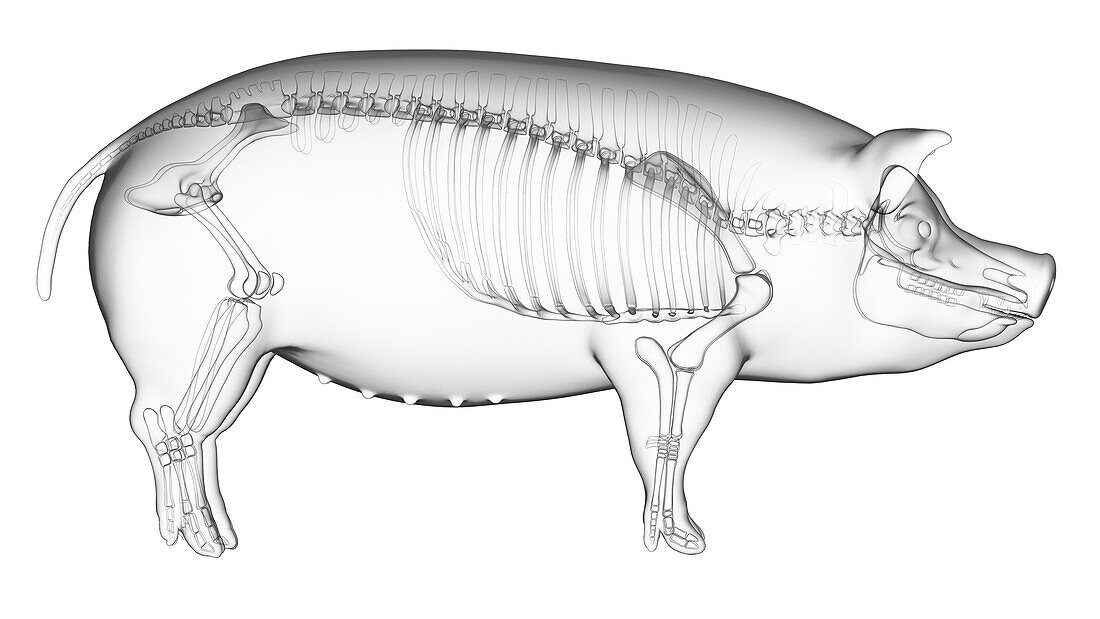 Pig skeleton, illustration