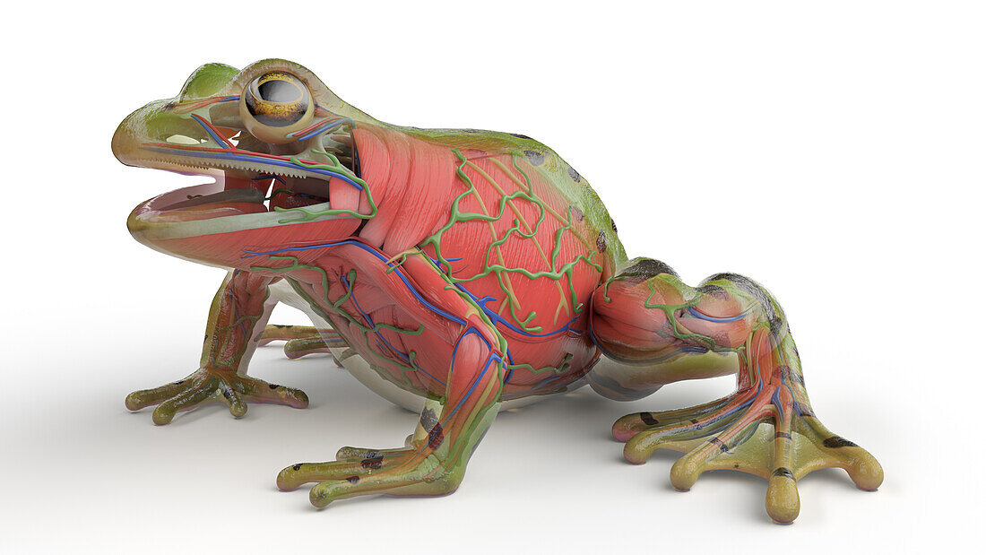 Frog's muscular system, illustration