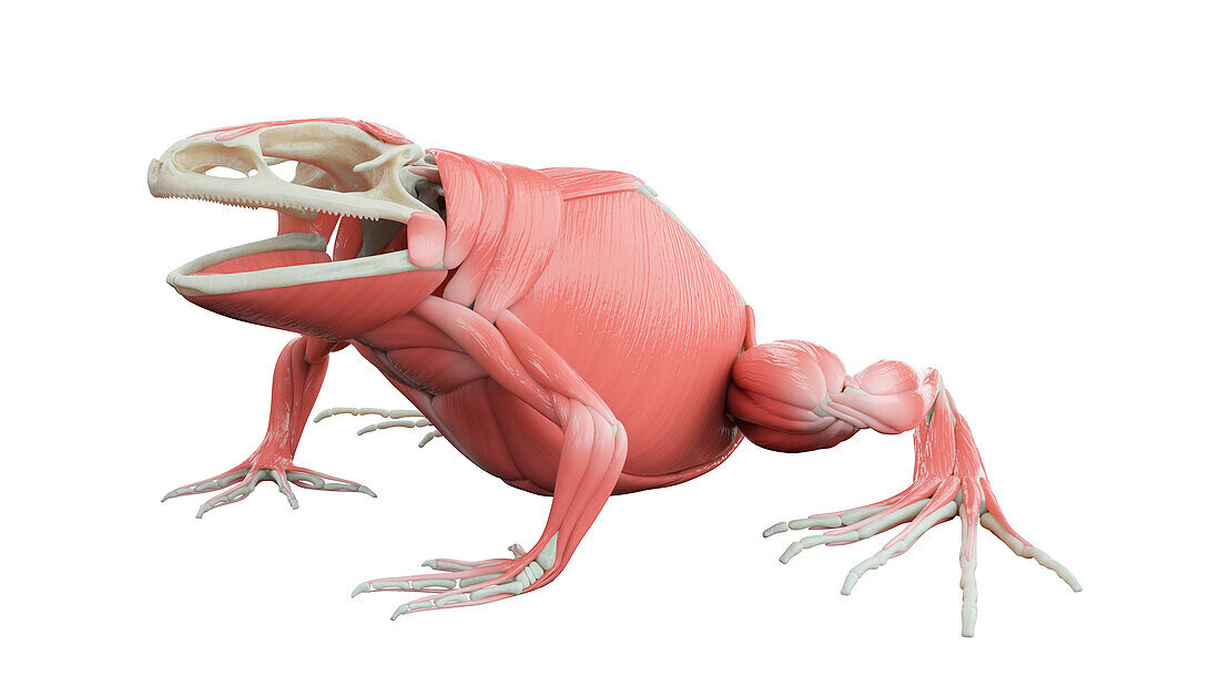 Frog's muscular system, illustration