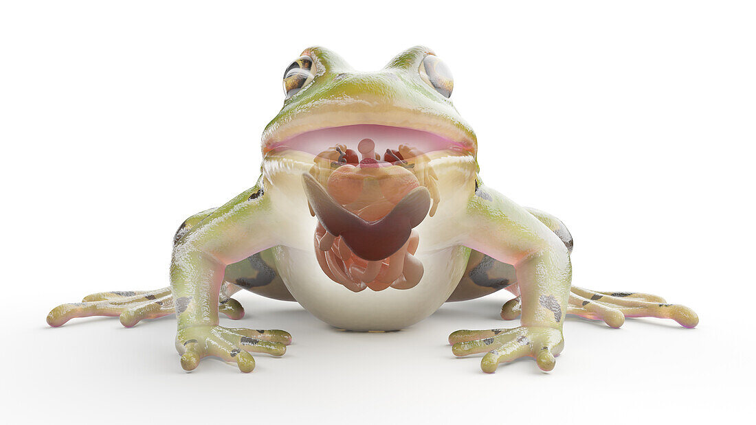 Frog's visceral organs, illustration