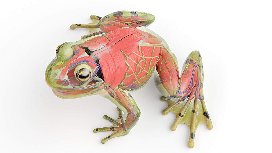 Frog's muscular system, illustration