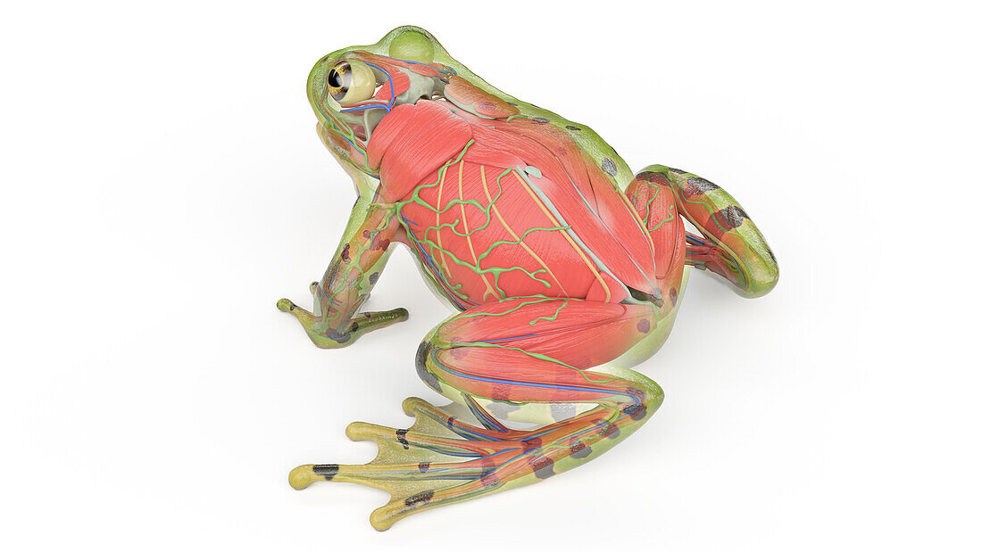 Frog's muscular system, illustration