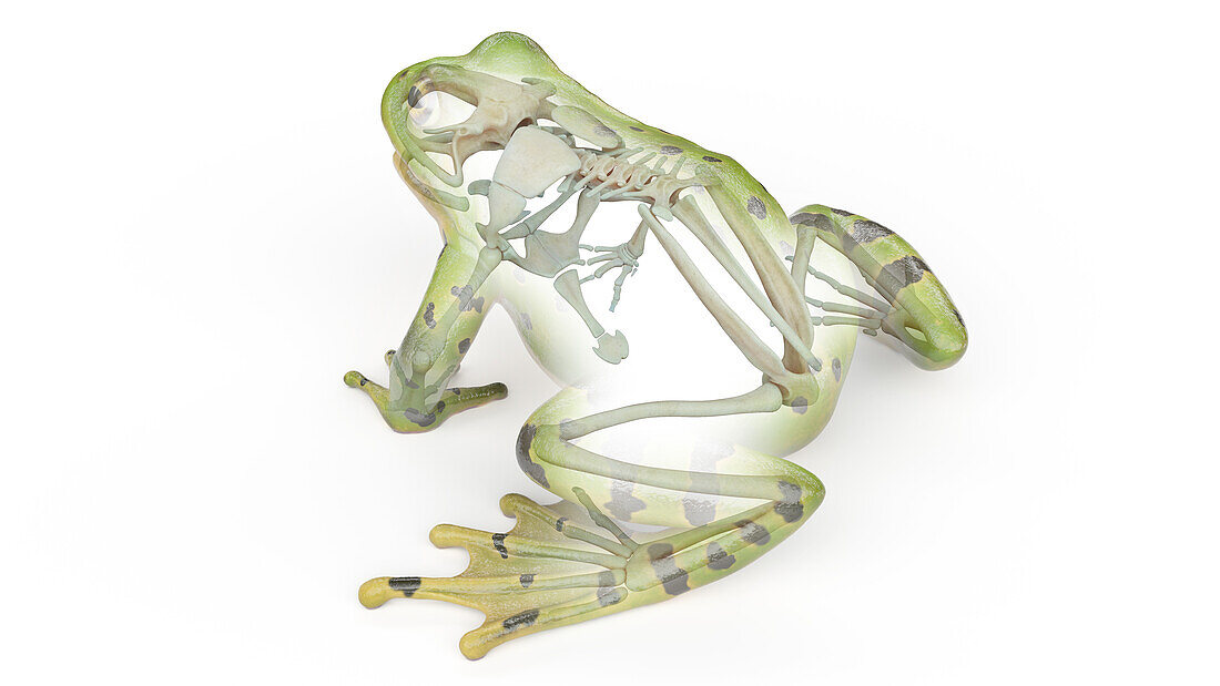 Frog's skeletal system, illustration