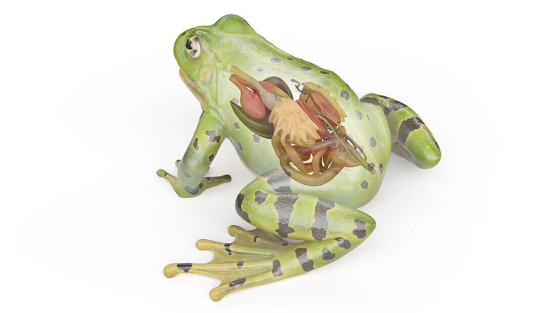 Frog's visceral organs, illustration