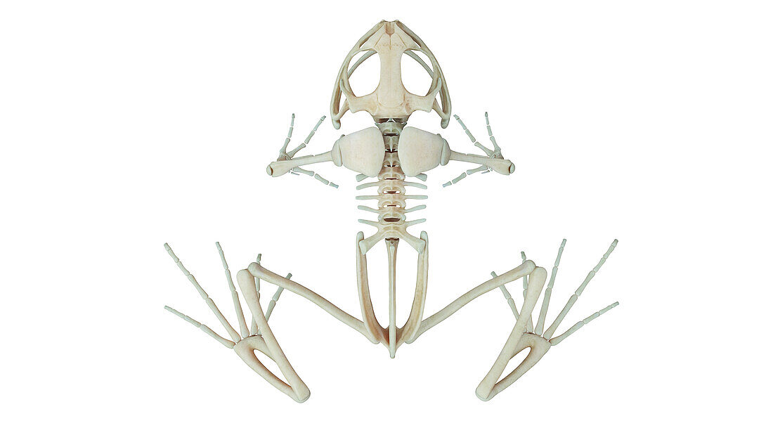 Frog's skeleton, illustration