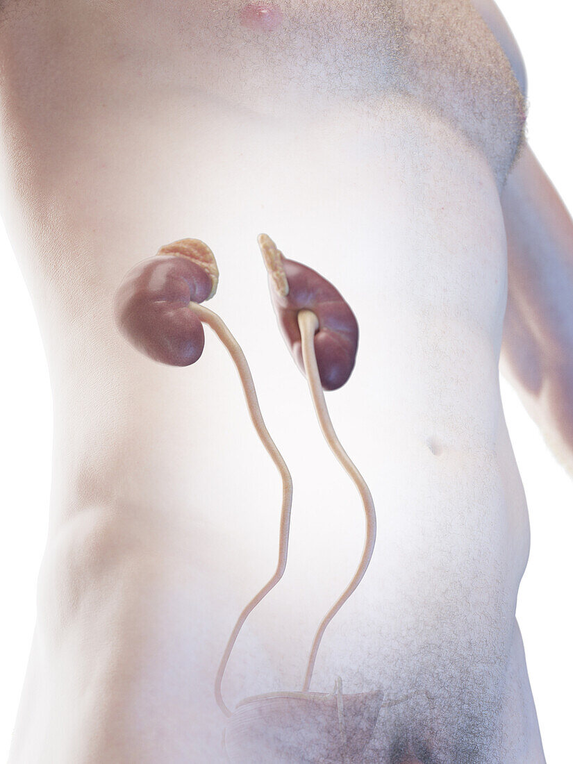 Male urinary system, illustration