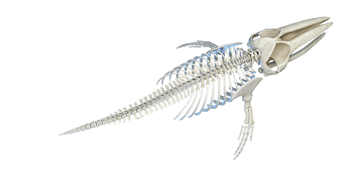 Whale anatomy, illustration