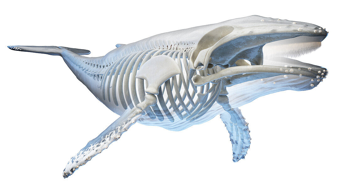 Whale anatomy, illustration