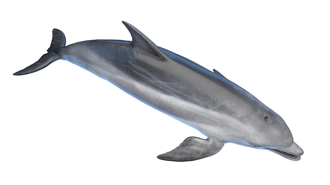 Dolphin, illustration