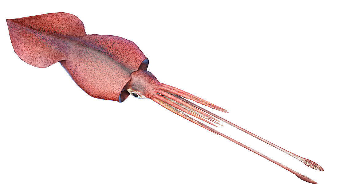 Colossal squid, illustration