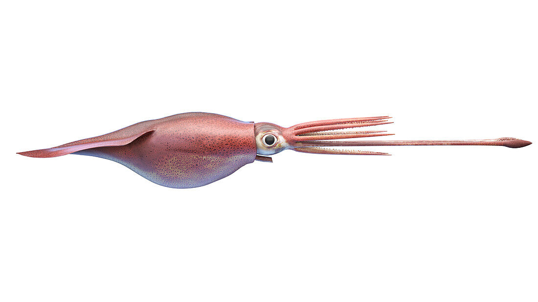 Colossal squid, illustration