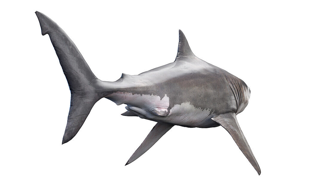 Shark, illustration
