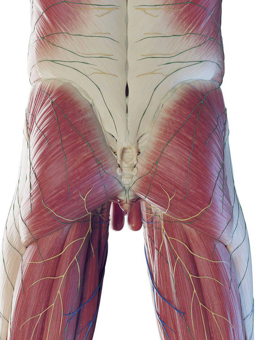 Male muscles of the lower, illustration