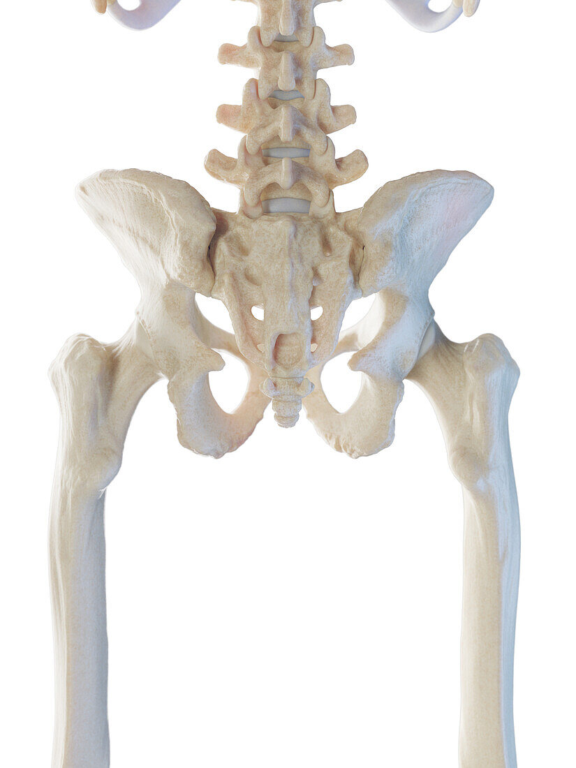 Male pelvic bones, illustration