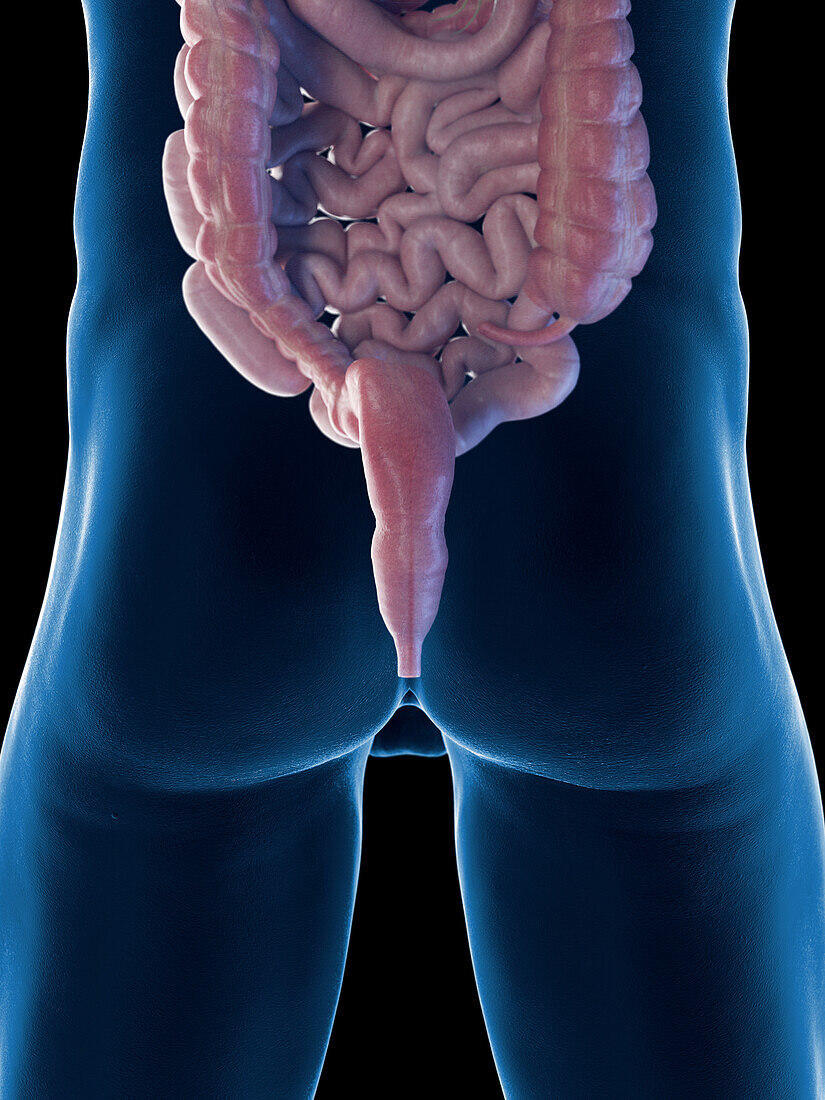 Male intestines and anus, illustration