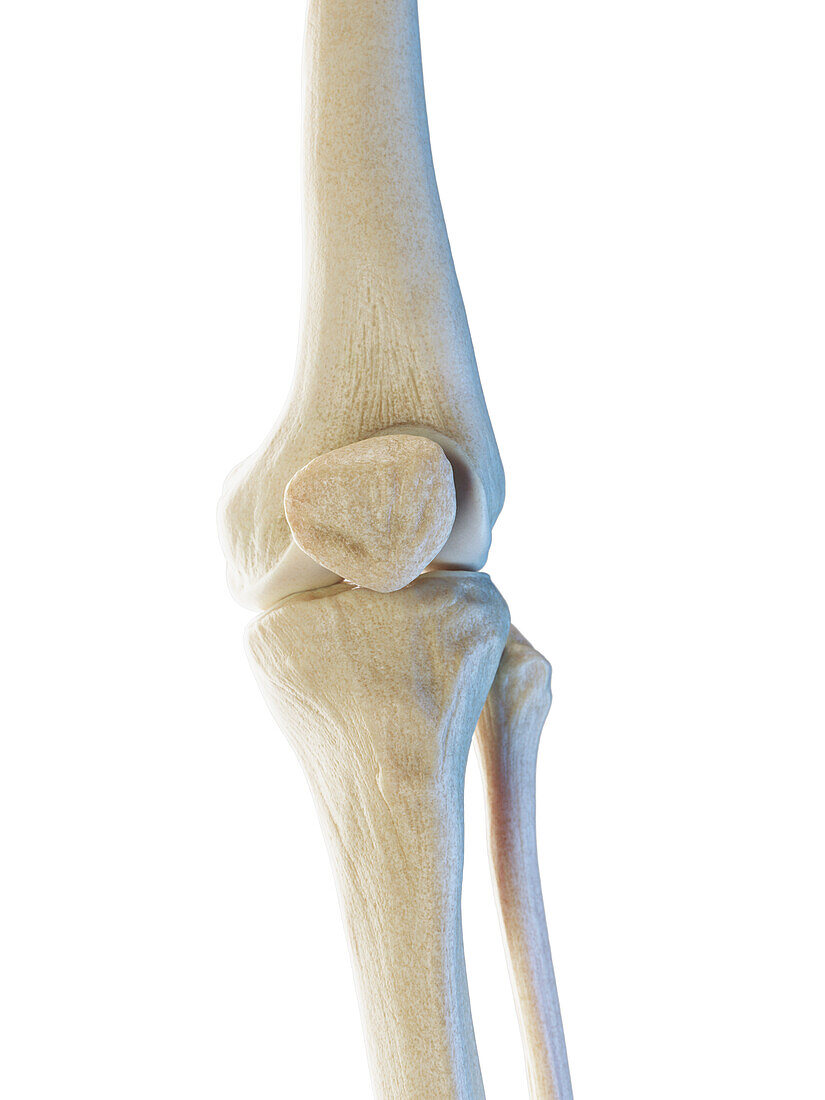 Male knee bones, illustration