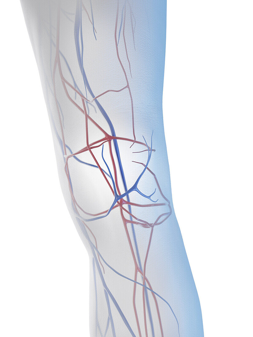 Male knee veins, illustration