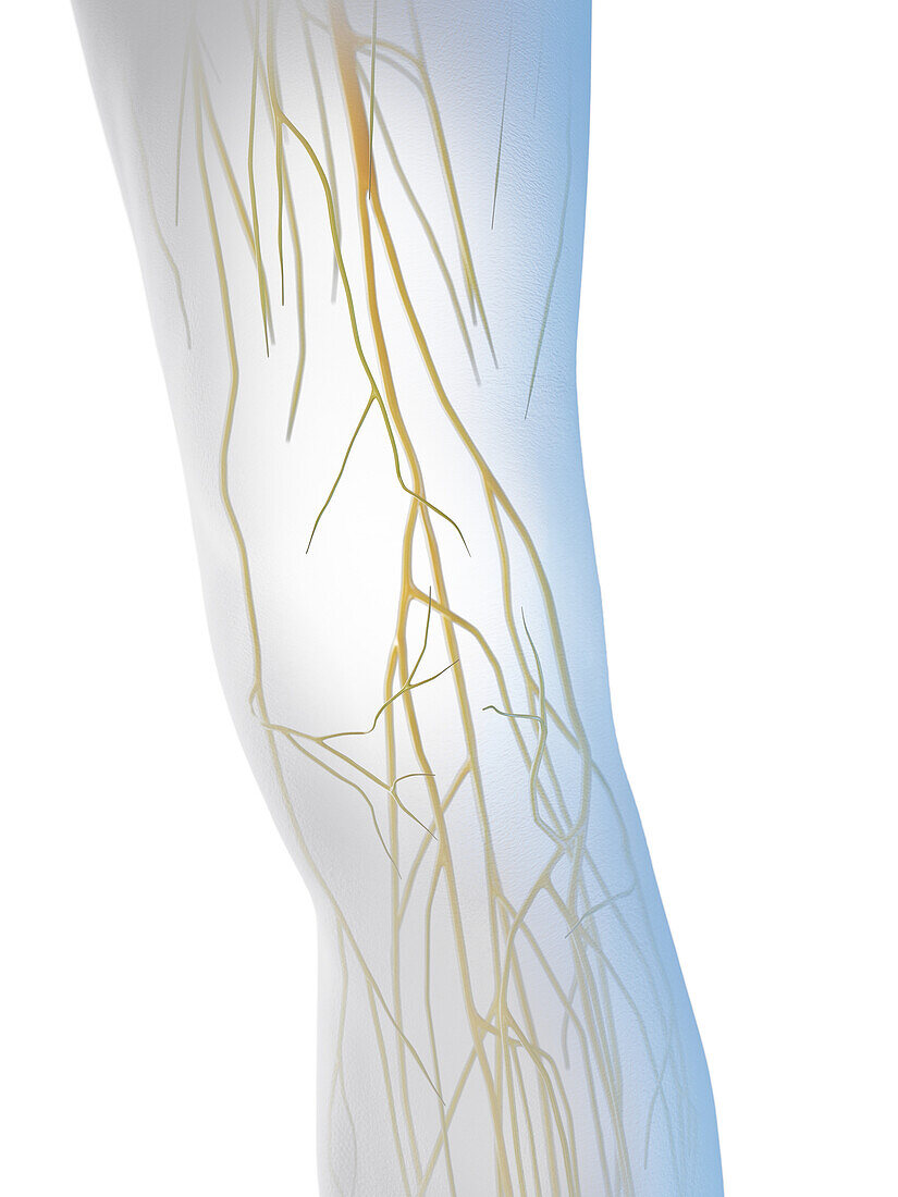 Male knee nerves, illustration