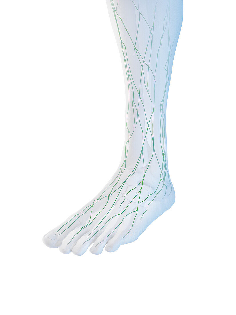 Lymphatics of the foot, illustration