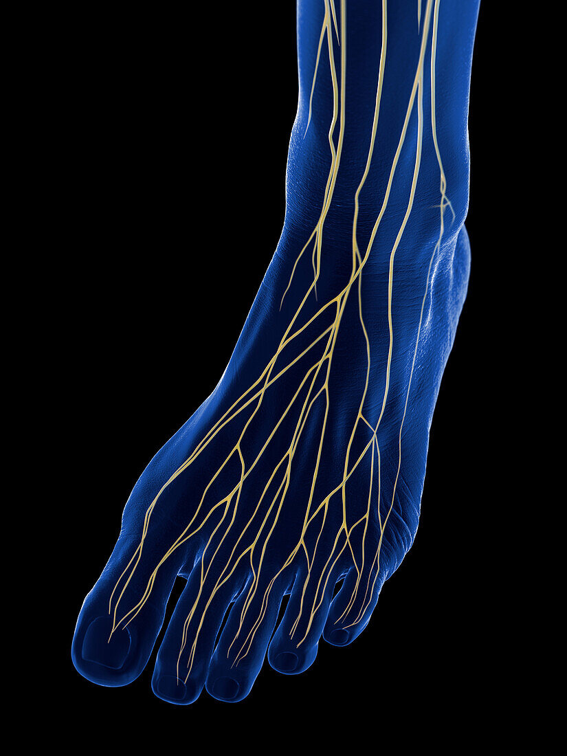Nerves of the foot, illustration