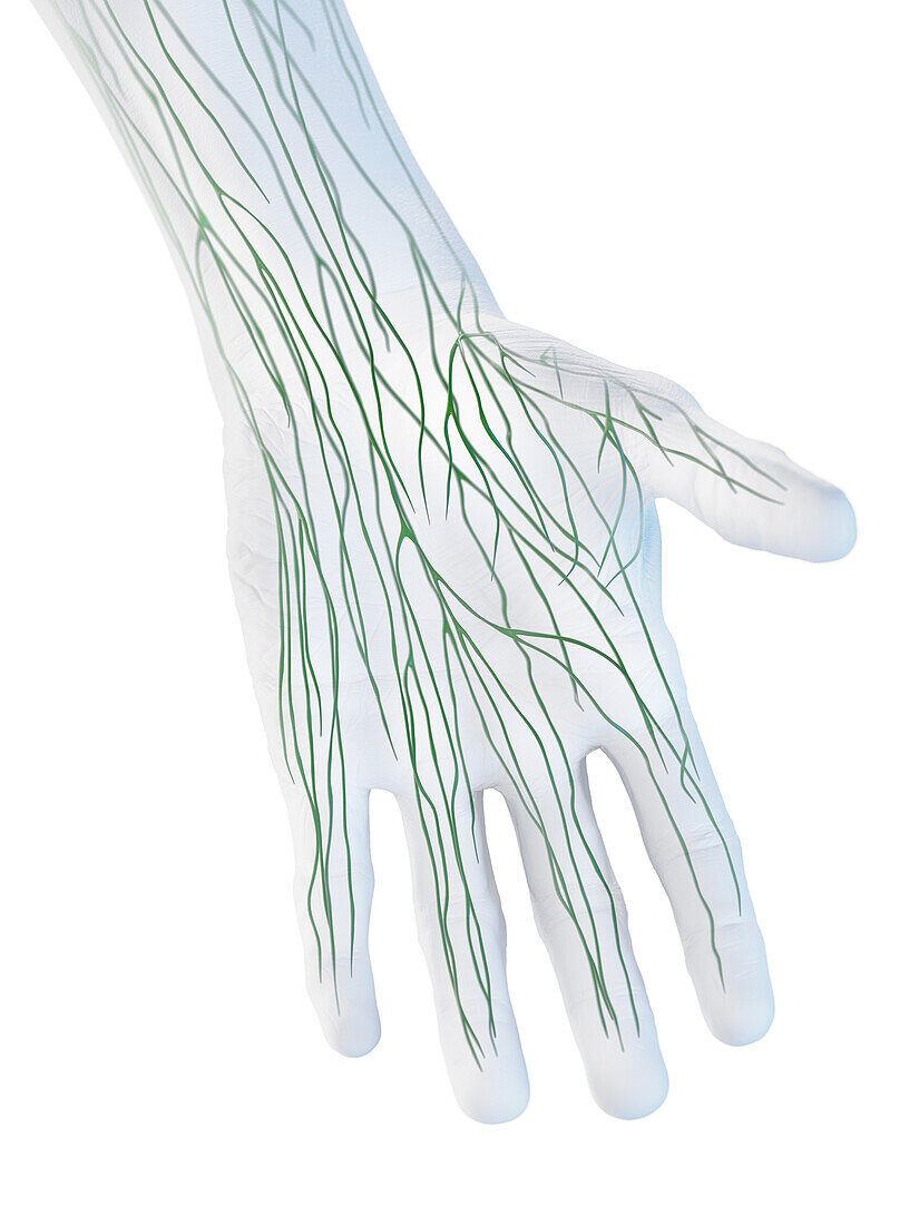 Lymphatics of the hand, illustration