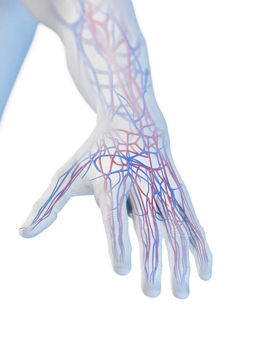 Veins of the hand, illustration