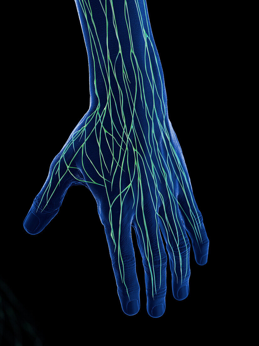 Lymphatics of the hand, illustration