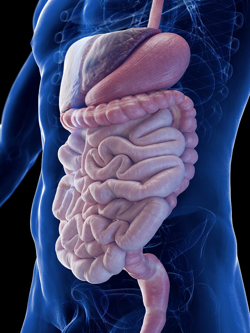 Male gastrointestinal system, illustration
