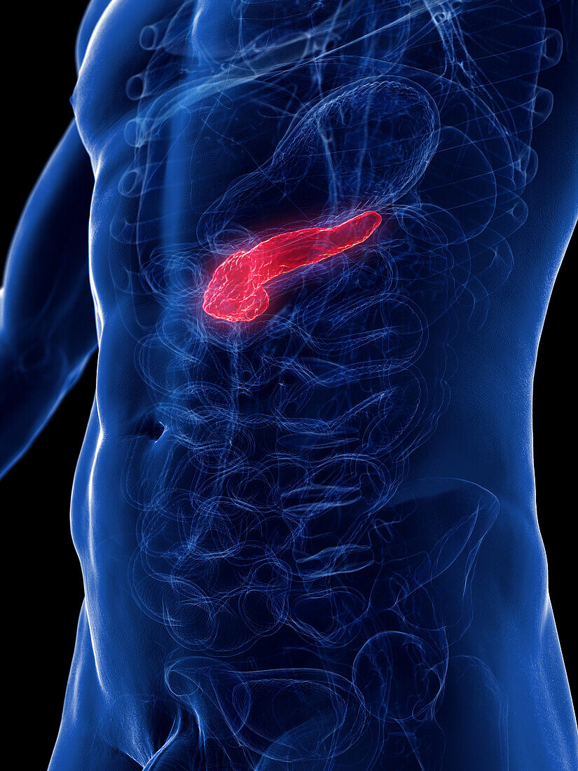 Male pancreas, illustration