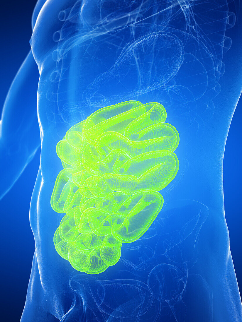 Male small intestines, illustration