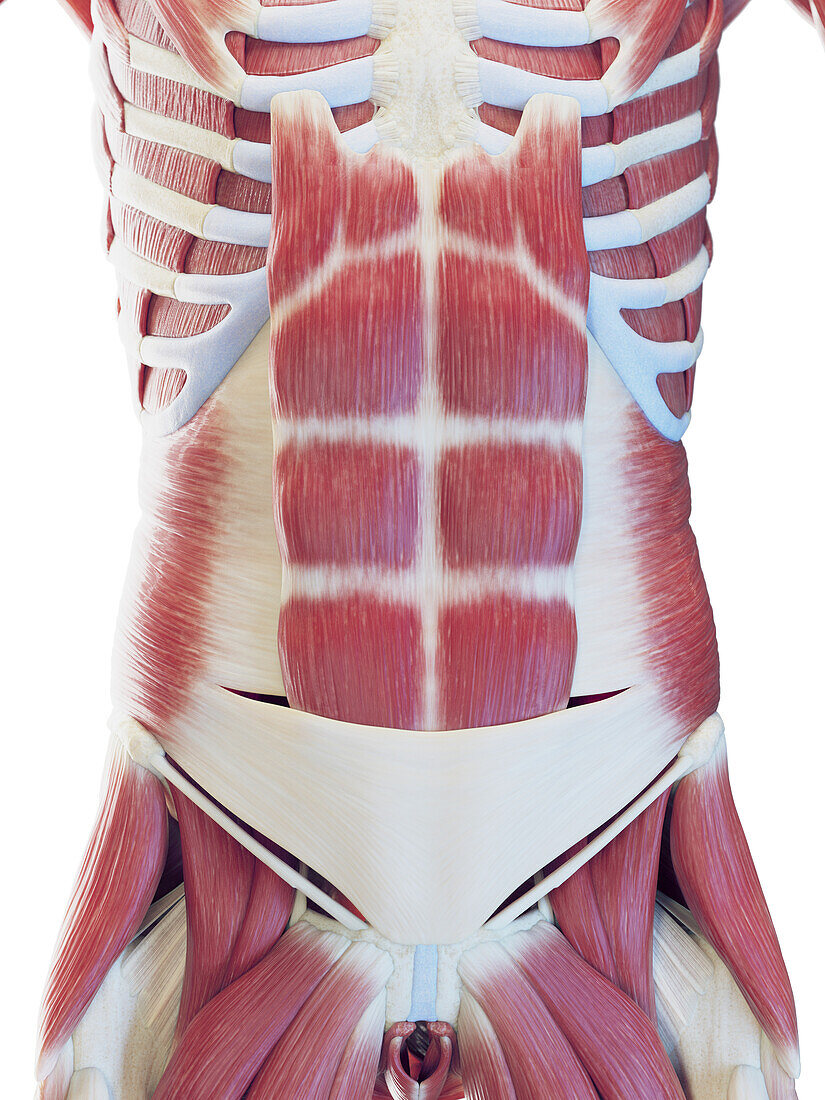Male abdominal muscles, illustration