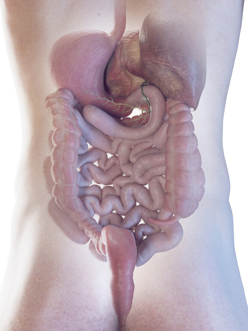 Male digestive system, illustration
