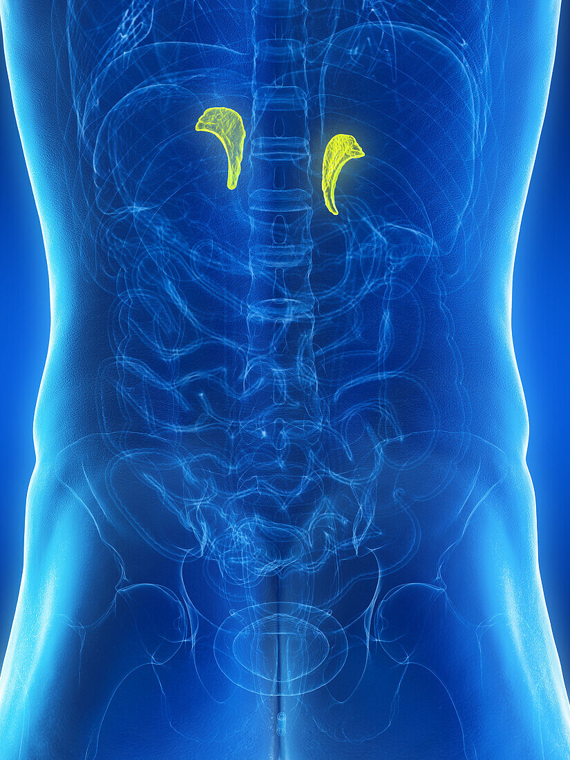 Male adrenal glands, illustration