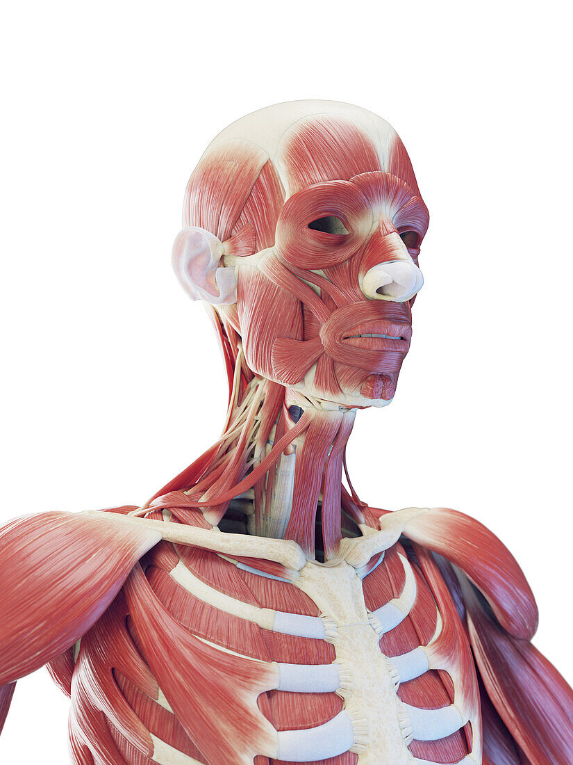 Muscles of upper torso, illustration