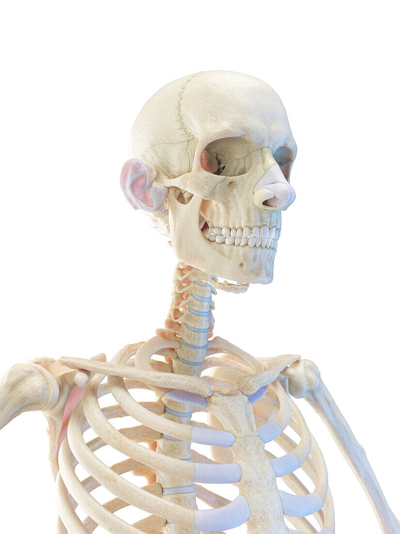 Bones of the upper torso, illustration