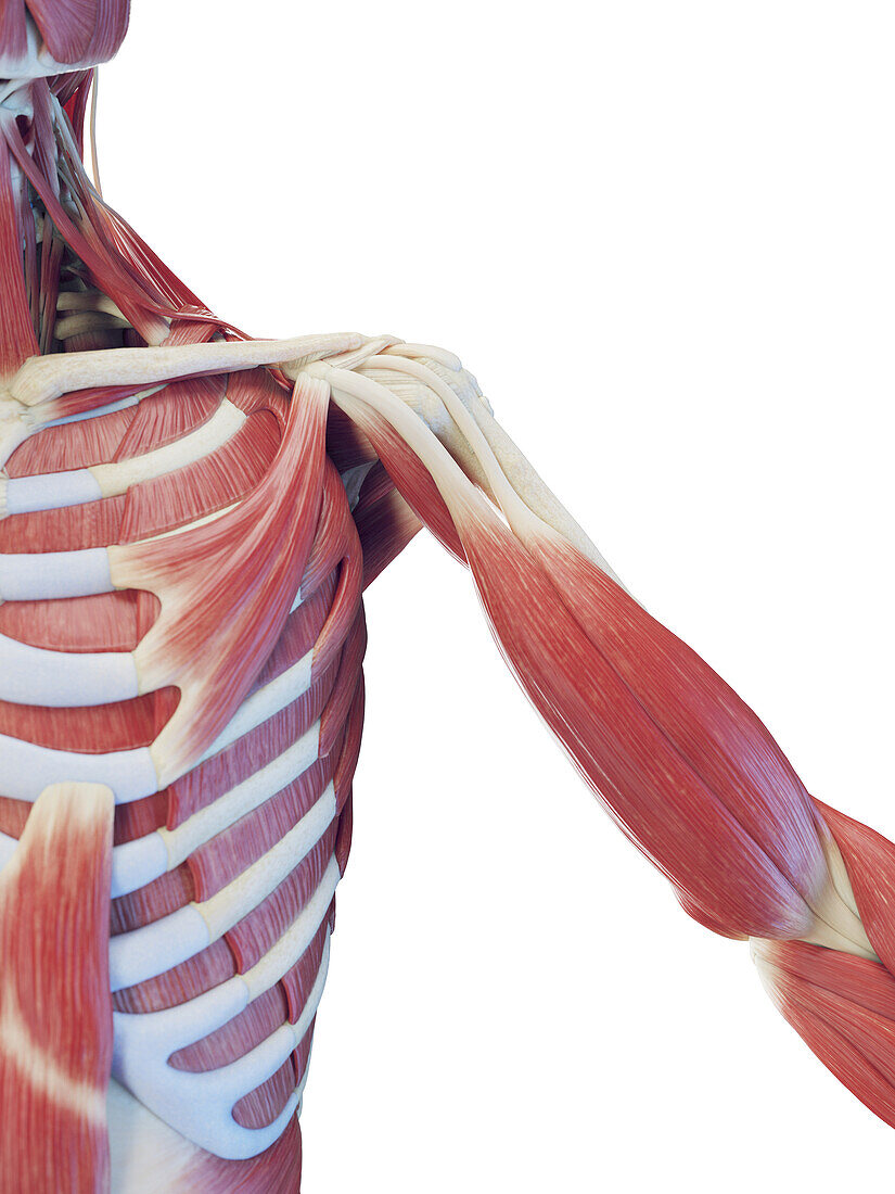 Male deep torso muscles, illustration