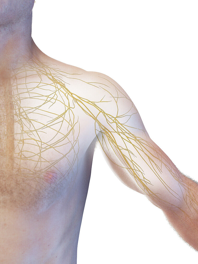 Male arm and chest nerves, illustration
