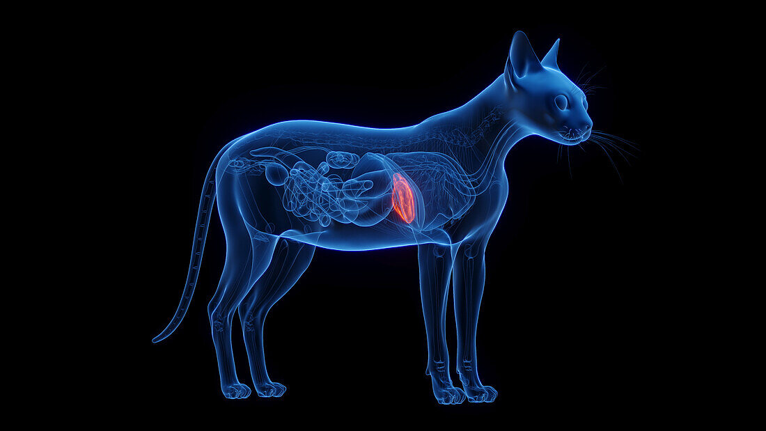 Cat's liver, illustration